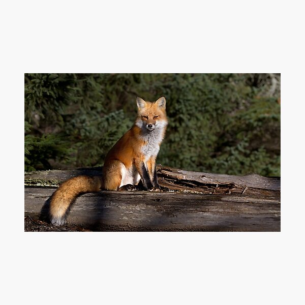 Artikelvorschau, Roter Fuchs - Algonquin Park, Kanada entworfen und verkauft von James Cumming.