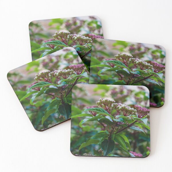 Item preview, Close-Up Of Green Leaves And Pink Flower Buds On Garden Shrub With Soft Bokeh Background designed and sold by Nmallia.