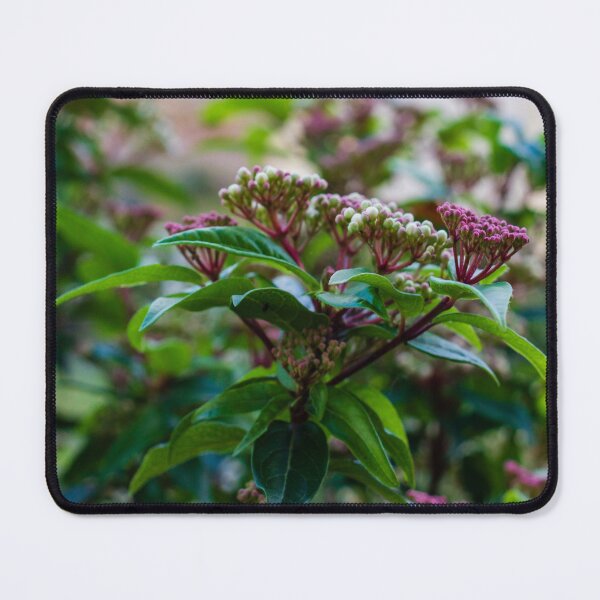 Item preview, Close-Up Of Green Leaves And Pink Flower Buds On Garden Shrub With Soft Bokeh Background designed and sold by Nmallia.