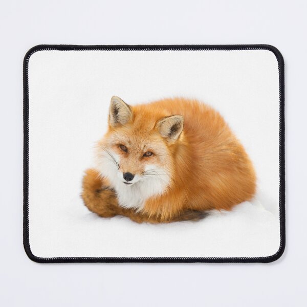 Item preview, Red fox, Algonquin Park Canada designed and sold by James Cumming.