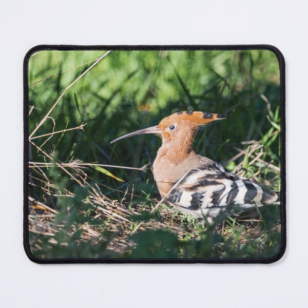 Item preview, Hoopoe III designed and sold by XaviFotografia.