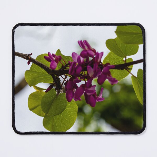 Item preview, Purple Redbud Flowers and Heart-Shaped Green Leaves on Branch in Soft Spring Light designed and sold by Nmallia.
