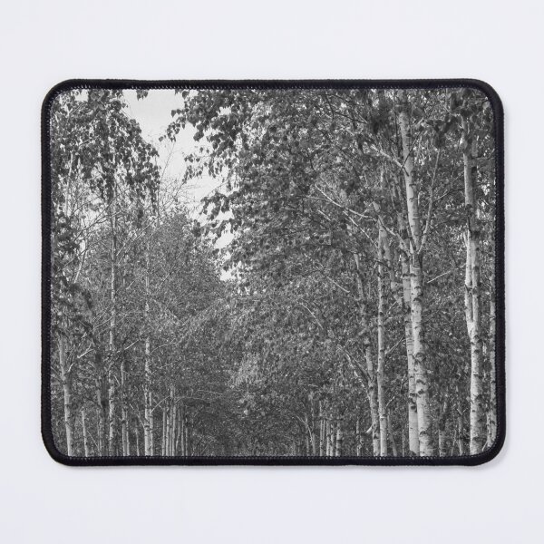 Item preview, Silent Walk Beneath Birch Trees | 자작나무 designed and sold by HyunDam.