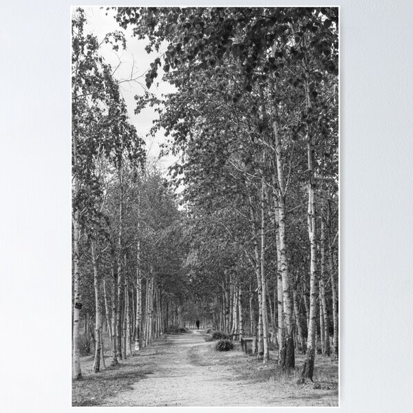 Item preview, Silent Walk Beneath Birch Trees | 자작나무 designed and sold by HyunDam.