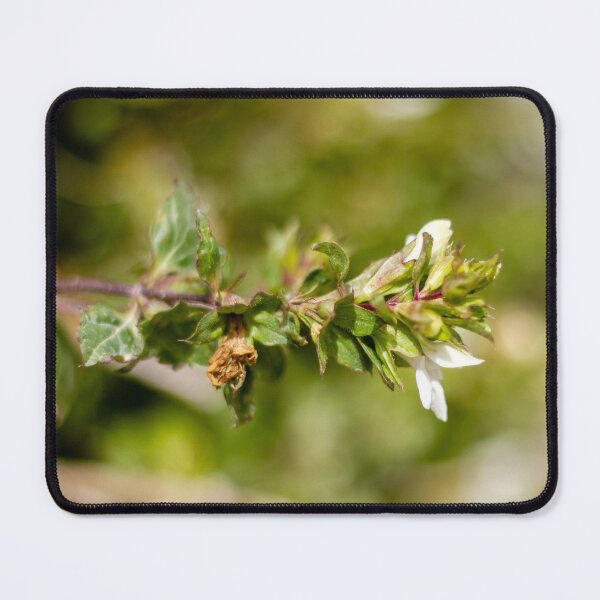 Item preview, Macro Close-Up Of Wildflower And Green Plant Stem With Small White Blossom In Nature designed and sold by Nmallia.
