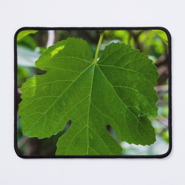 Item preview, Large Green Fig Leaf Close-Up Showing Texture, Veins and Fresh Foliage in Natural Light designed and sold by Nmallia.