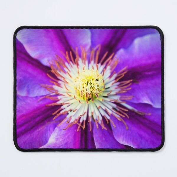 Item preview, Purple Clematis designed and sold by JEZ22.