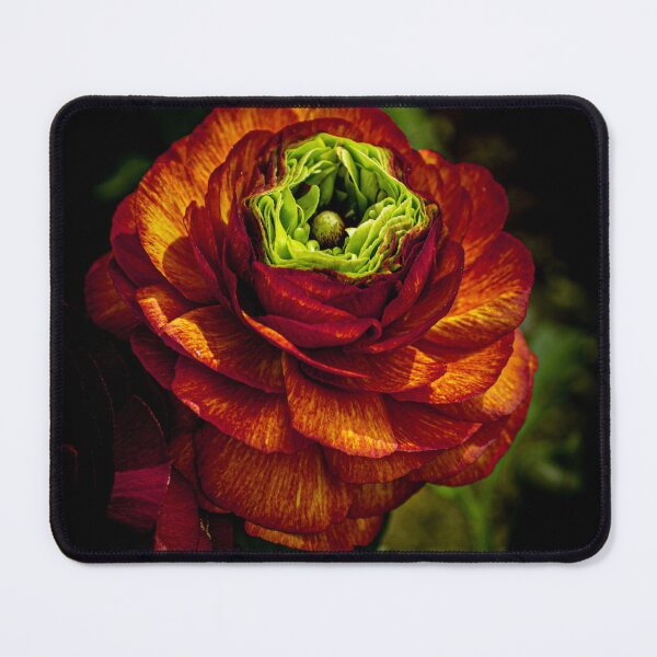 Artikelvorschau, Mitchell Park Kuppeln Blume entworfen und verkauft von Nick Caldwell.