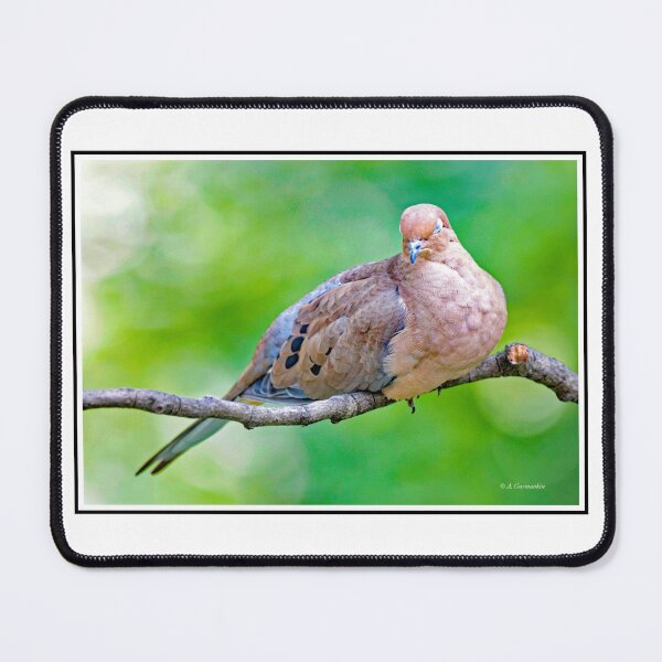 Item preview, Mourning Dove in a Quiet Repose designed and sold by AMacGPhilly.