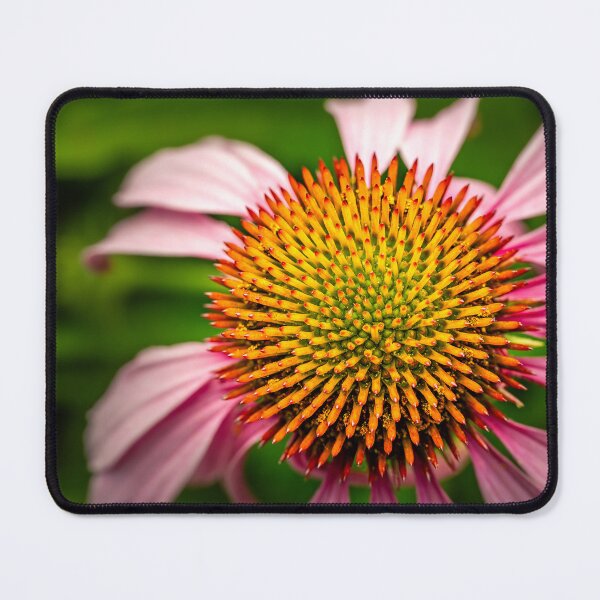 Item preview, Echinacea Coneflower Macro Photography designed and sold by Rabee Khalil Photography.