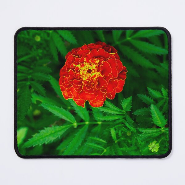 Item preview, Orange and Yellow Marigold designed and sold by PhotoArtbyGrace.