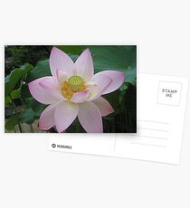 Lilys in Buddhist temple Postcards