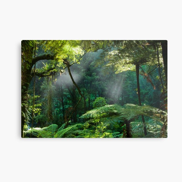 Morning Mist. Metal Print