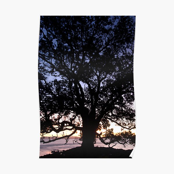 Sunset Tree. Poster