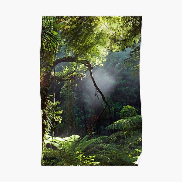 Morning Mist Poster