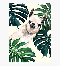 Sneaky Lama im tropischen Monstera Fotodruck