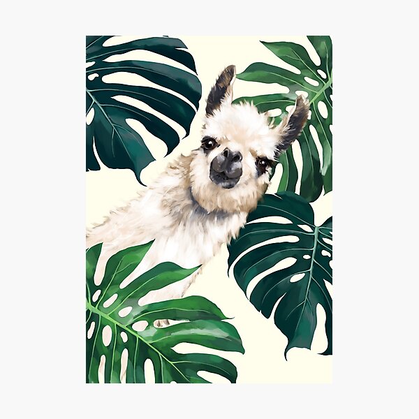 Lama sournois dans Monstera tropical Impression photo
