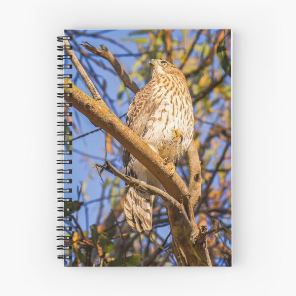 Item preview, Young Hawk Perched in Tree | Wildlife Bird Photography designed and sold by TheHikersEye.