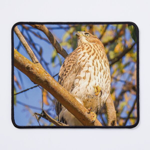 Item preview, Young Hawk Perched in Tree | Wildlife Bird Photography designed and sold by TheHikersEye.