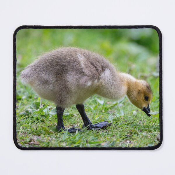 Item preview, Canada goose gosling (Branta canadensis) designed and sold by Stephen Jarman.