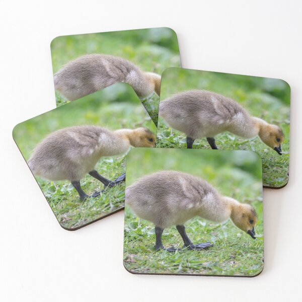Item preview, Canada goose gosling (Branta canadensis) designed and sold by Stephen Jarman.