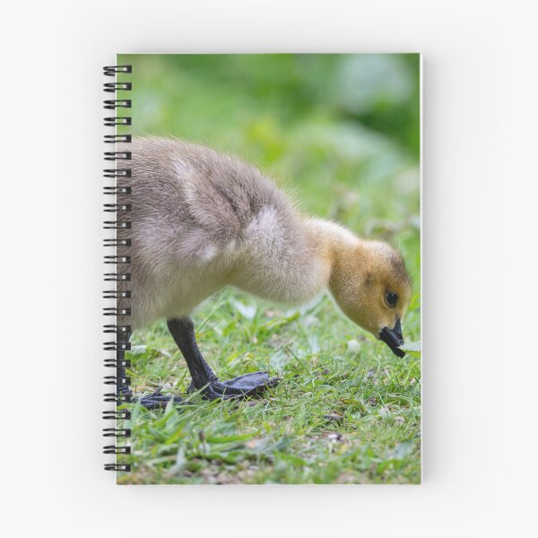 Item preview, Canada goose gosling (Branta canadensis) designed and sold by Stephen Jarman.