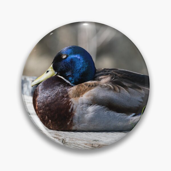 Item preview, Male Mallard duck designed and sold by Stephen Jarman.
