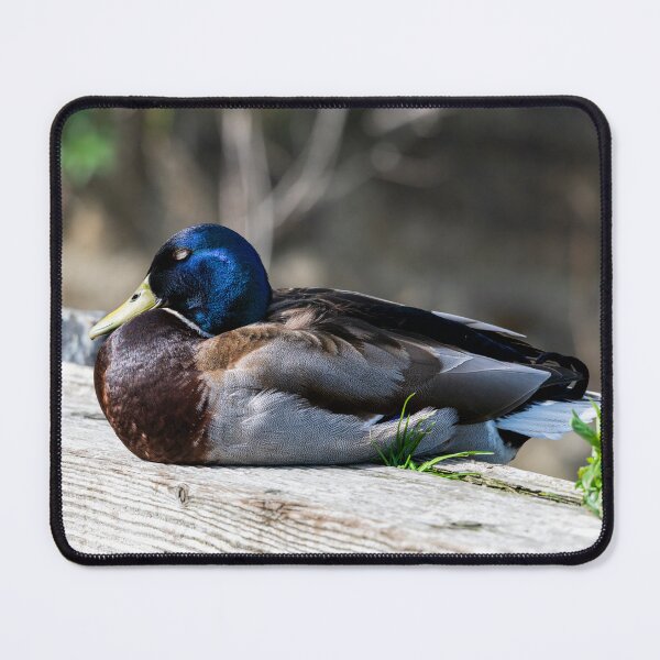 Item preview, Male Mallard duck designed and sold by Stephen Jarman.