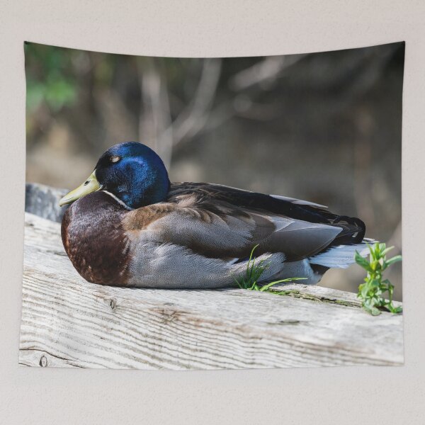 Item preview, Male Mallard duck designed and sold by Stephen Jarman.