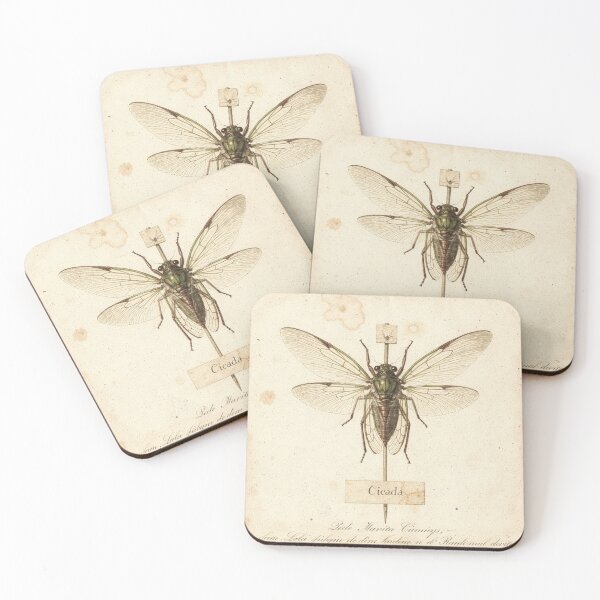 Item preview, Vintage Cicada Specimen Natural History Plate designed and sold by PictorialWhimsy.