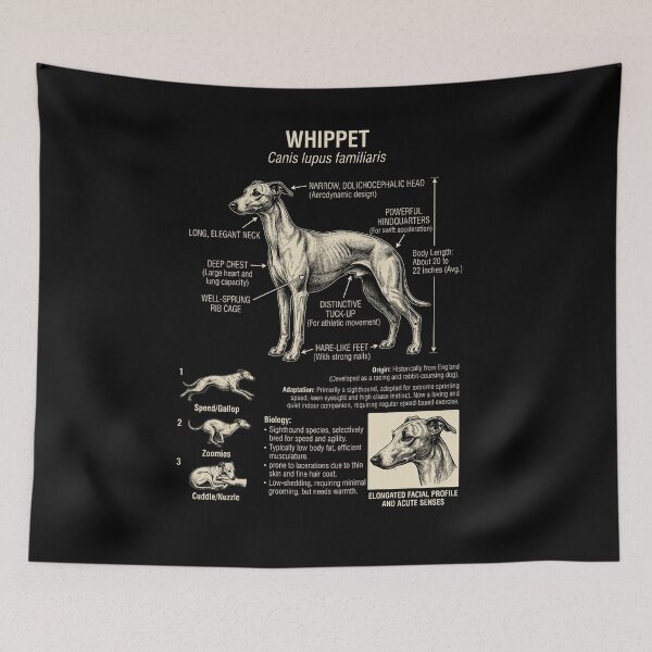 Artikelvorschau, Whippet-Wissenschafts-Anatomie-Biologie-Hundeliebhaber entworfen und verkauft von Kimberley King Art King Art.
