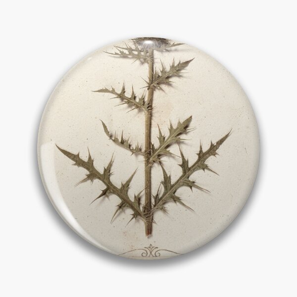 Item preview, Vintage Pressed-Thistle Herbarium Plate designed and sold by PictorialWhimsy.