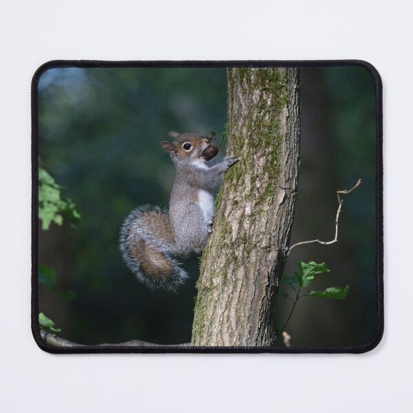 Aperçu de l'œuvre Écureuil gris de l'Est (Sciurus carolinensis) créée et vendue par Stephen Jarman.