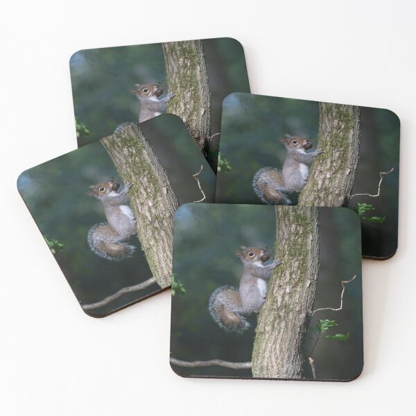 Item preview, Eastern grey squirrel (Sciurus carolinensis)  designed and sold by Stephen Jarman.