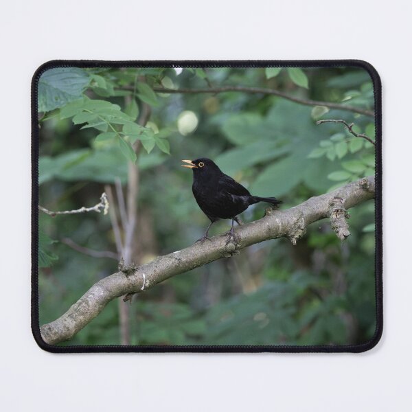 Item preview, Common Blackbird (Turdus merula) designed and sold by Stephen Jarman.