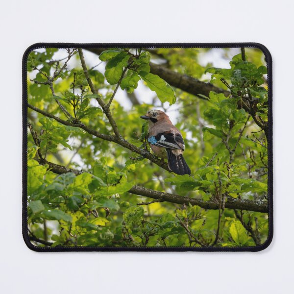 Item preview, Eurasian jay (Garrulus glandarius) designed and sold by Stephen Jarman.