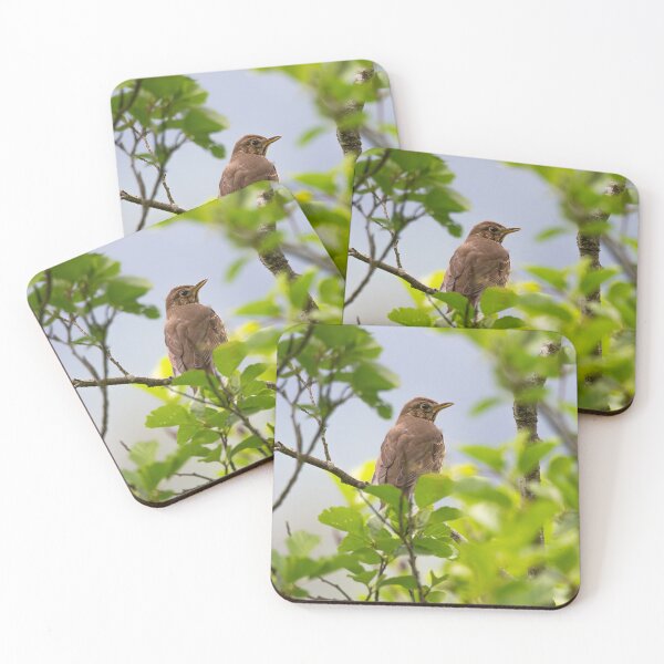 Item preview, Song thrush (Turdus philomelos) designed and sold by Stephen Jarman.