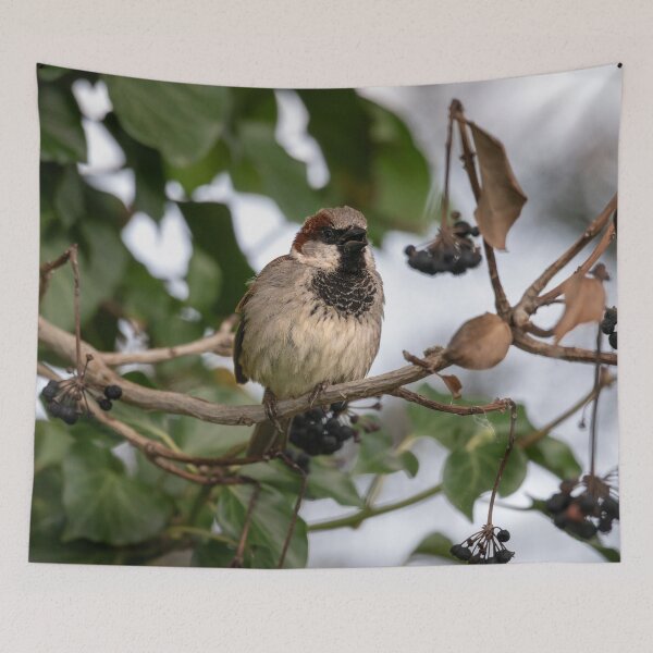Item preview, House sparrow (Passer domesticus) designed and sold by Stephen Jarman.