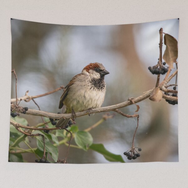 Item preview, House sparrow (Passer domesticus) designed and sold by Stephen Jarman.