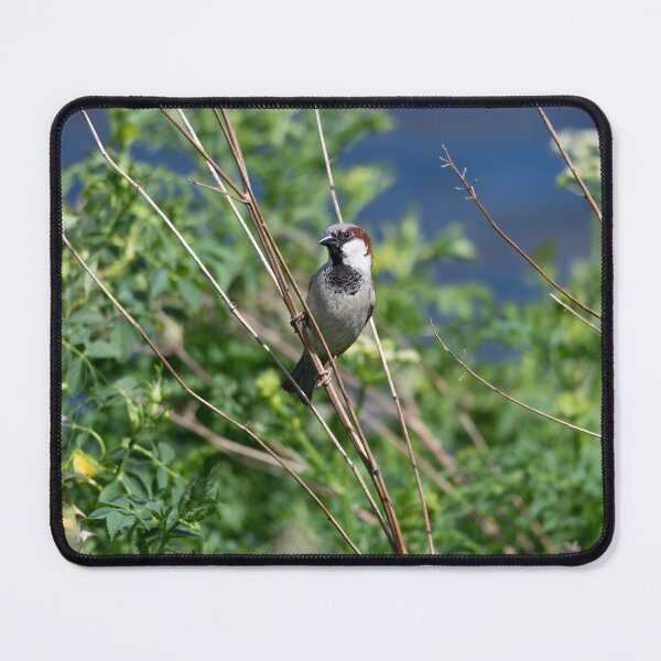 Item preview, House sparrow (Passer domesticus) designed and sold by Stephen Jarman.