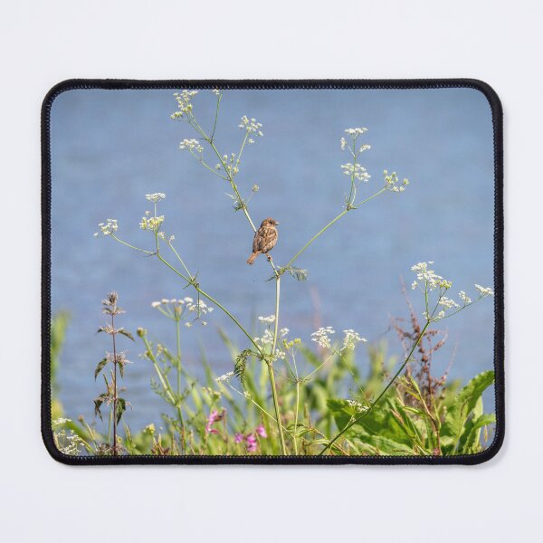 Item preview, House sparrow (Passer domesticus) designed and sold by Stephen Jarman.