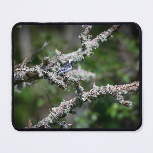 Item preview, Pied Wagtail (Motacilla alba) designed and sold by Stephen Jarman.