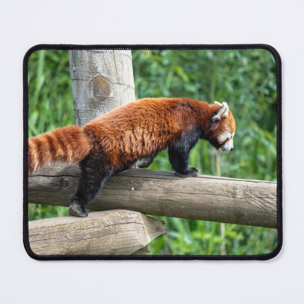 Item preview, Red Panda Party designed and sold by brynmelys.