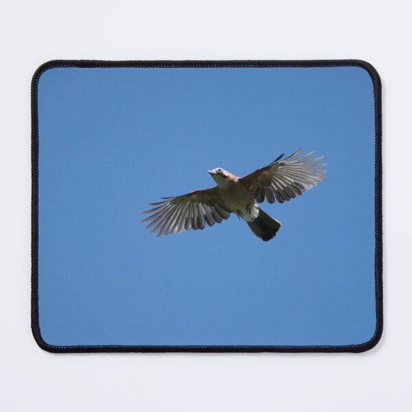 Item preview, Eurasian jay (Garrulus glandarius) designed and sold by Stephen Jarman.