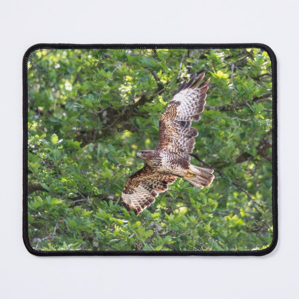 Item preview, Common Buzzard  designed and sold by Stephen Jarman.