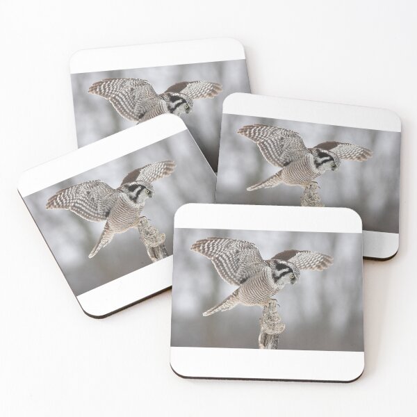 Item preview, Northern Hawk Owl designed and sold by James Cumming.