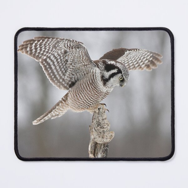 Item preview, Northern Hawk Owl designed and sold by James Cumming.