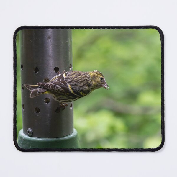 Item preview, Pine Sisken (Spinus pinus) designed and sold by Stephen Jarman.