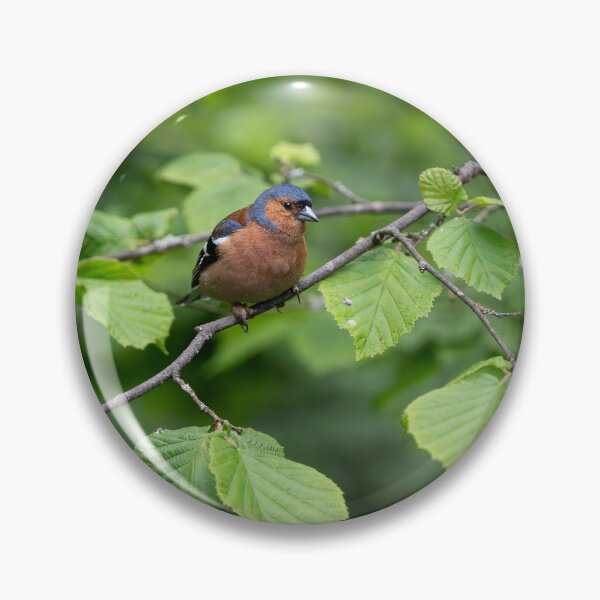 Item preview, Male Chaffinch (Fringilla coelebs) designed and sold by Stephen Jarman.