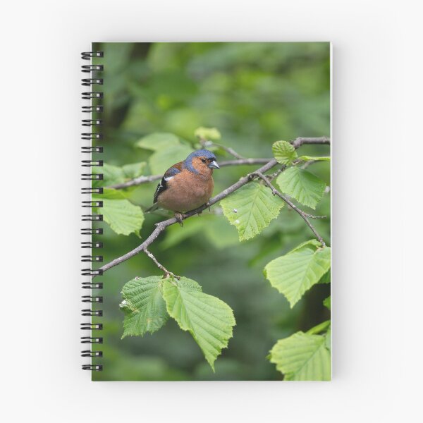 Item preview, Male Chaffinch (Fringilla coelebs) designed and sold by Stephen Jarman.